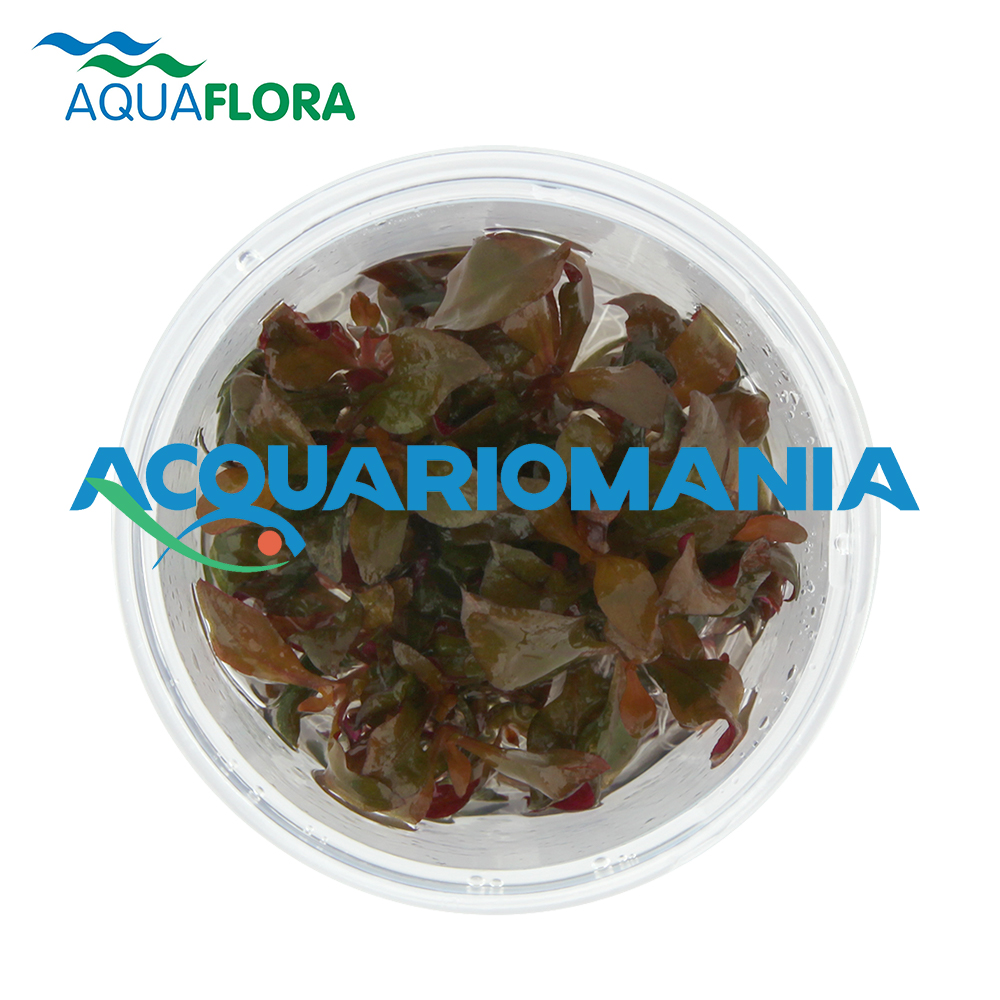 Aquaflora Alternanthera Reineikii "Mini" in Vitro Cup
