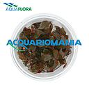 Aquaflora Alternanthera Reineikii "Mini" in Vitro Cup