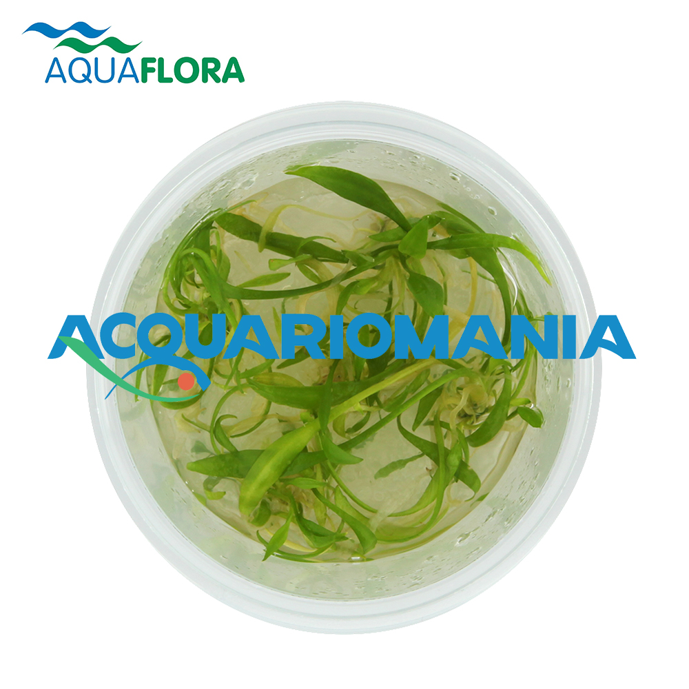 Aquaflora Cryptocoryne Parva in Vitro Cup