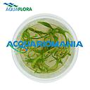 Aquaflora Cryptocoryne Parva in Vitro Cup