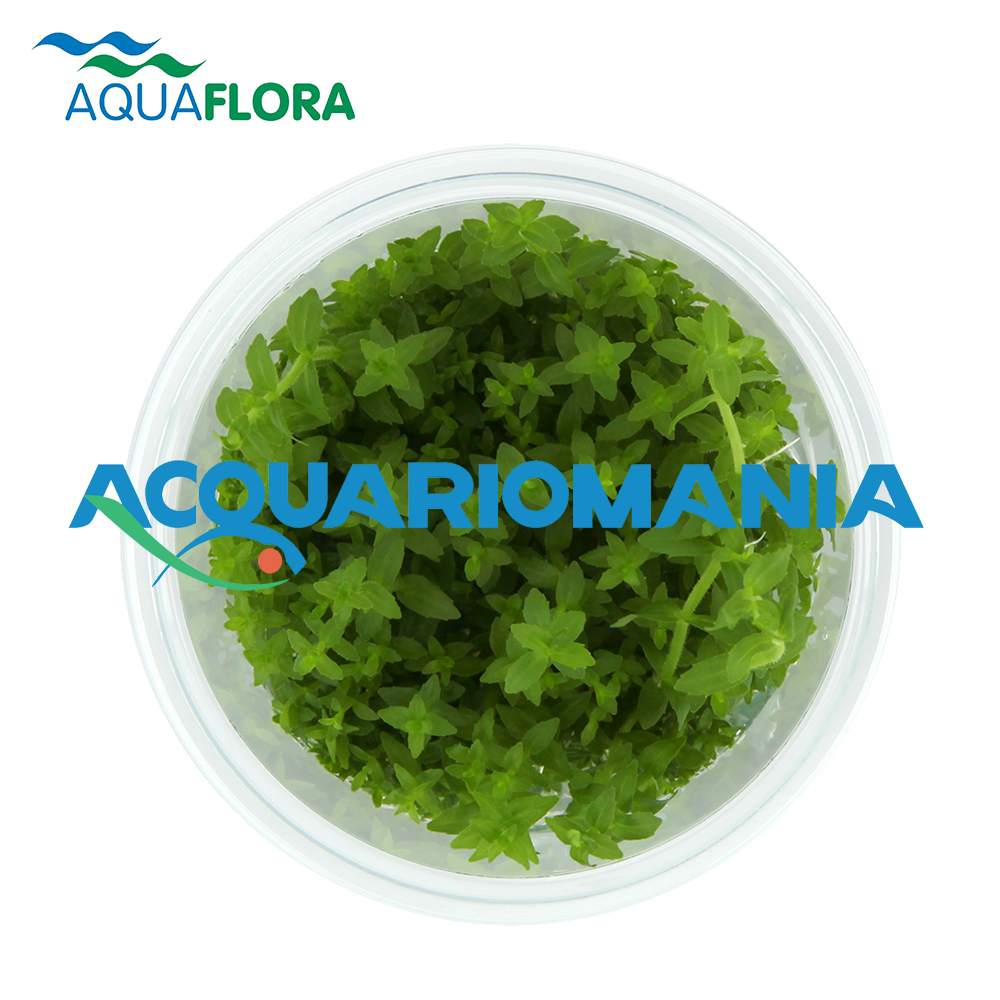 Aquaflora Gratiola Viscidula in Vitro Cup