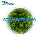 Aquaflora Gratiola Viscidula in Vitro Cup