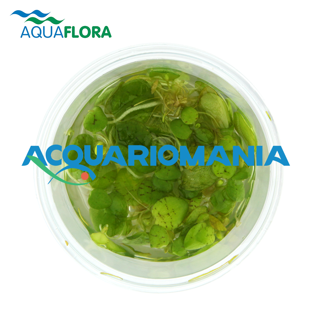Aquaflora Limnobium Laevifolium in Vitro Cup
