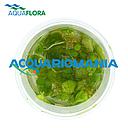 Aquaflora Limnobium Laevifolium in Vitro Cup