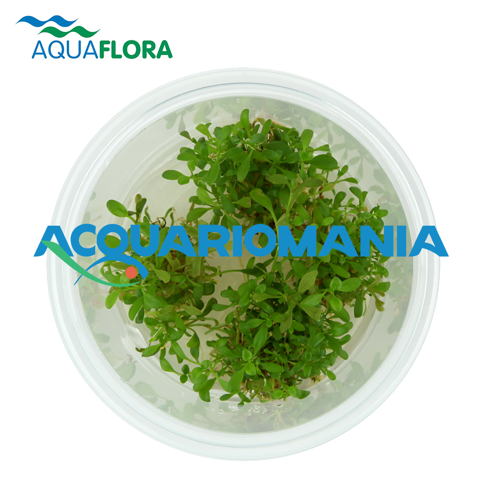 Aquaflora Glossostigma Elatinoides in Vitro Cup