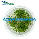 Aquaflora Glossostigma Elatinoides in Vitro Cup