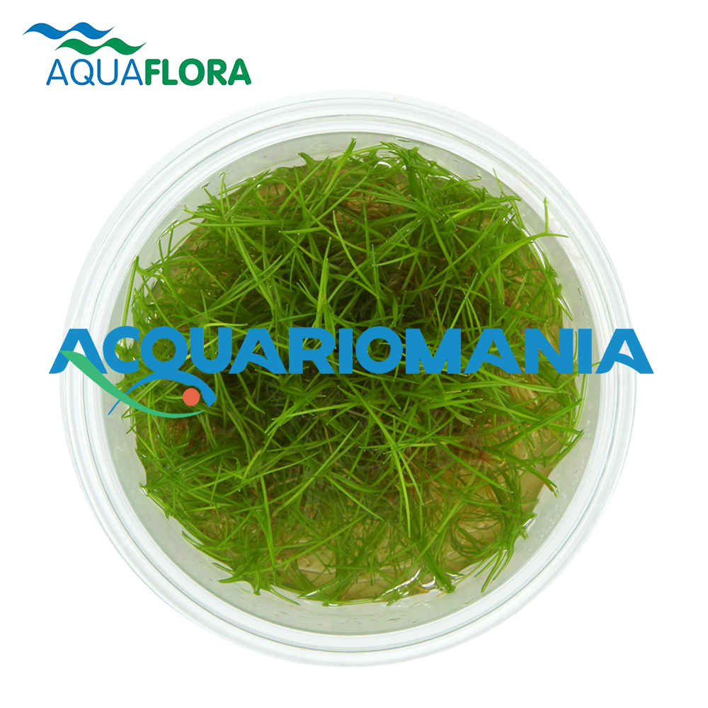 Aquaflora Eleocharis Parvula in Vitro Cup