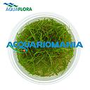 Aquaflora Eleocharis Parvula in Vitro Cup