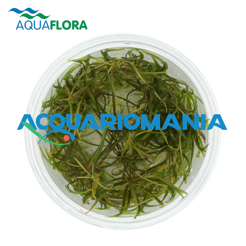 Aquaflora Echinodorus Tenellus in Vitro Cup