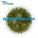 Aquaflora Echinodorus Tenellus in Vitro Cup