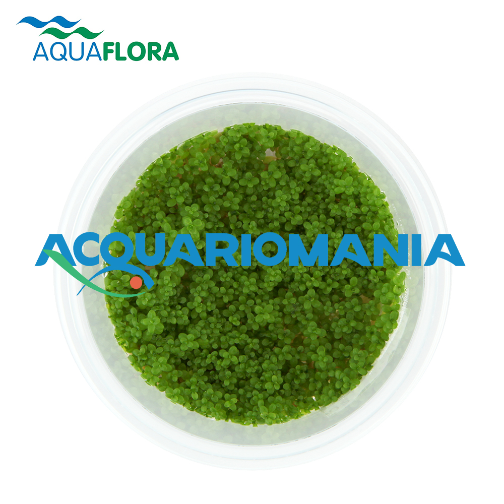 Aquaflora Hemianthus Callitrichoides "Cuba" in Vitro Cup