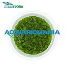 Aquaflora Hemianthus Callitrichoides "Cuba" in Vitro Cup