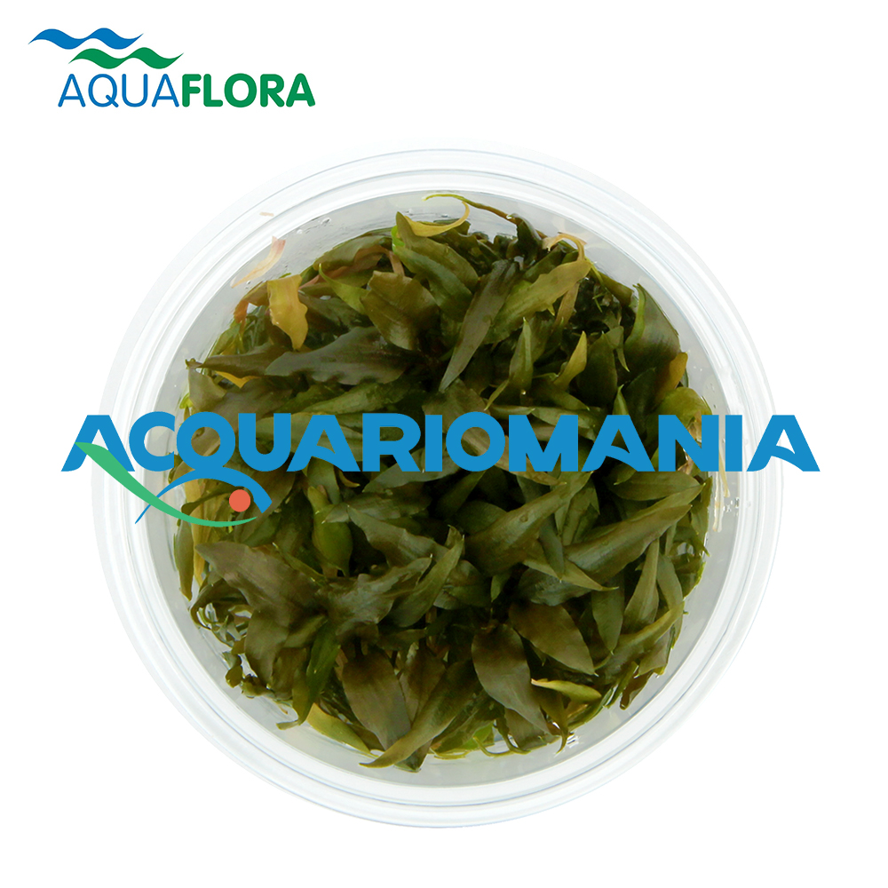 Aquaflora Cryptocoryne "Rubella" in Vitro Cup