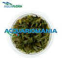 Aquaflora Cryptocoryne "Rubella" in Vitro Cup