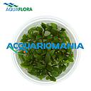 Aquaflora Cryptocoryne Pygmaea in Vitro Cup