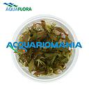 Aquaflora Cryptocoryne Usteriana in Vitro Cup