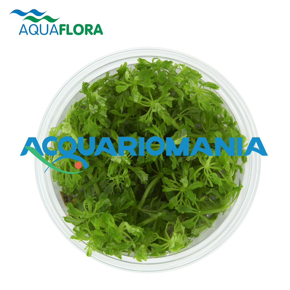 Aquaflora Limnophila Australis in Vitro Cup