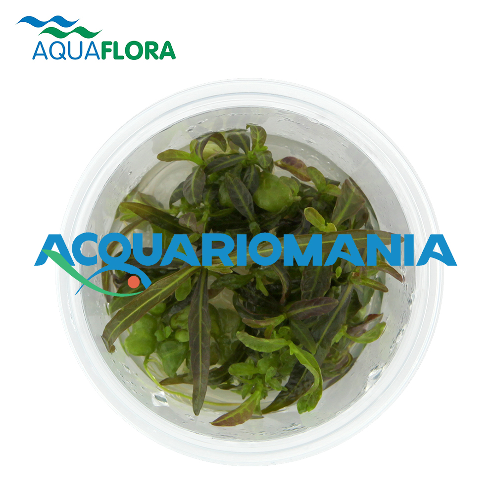 Aquaflora Hygrophila Lancea "sp. Araguaia" in Vitro Cup