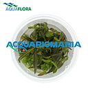 Aquaflora Hygrophila Lancea "sp. Araguaia" in Vitro Cup