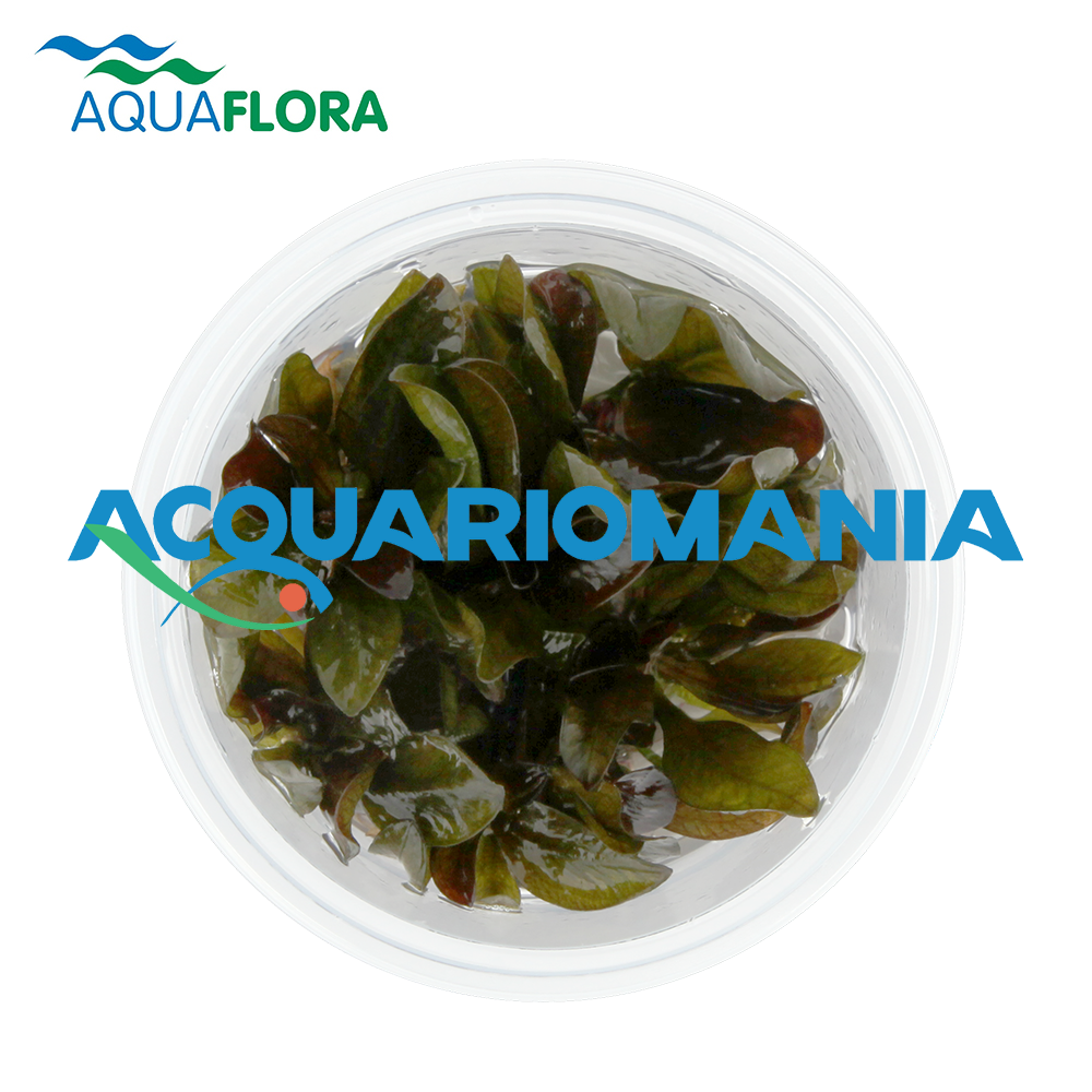 Aquaflora Echinodorus"Reni" in Vitro Cup