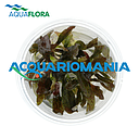 Aquaflora Echinodorus"Little Mystery" in Vitro Cup