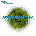 Aquaflora Didiplis Diandra in Vitro Cup
