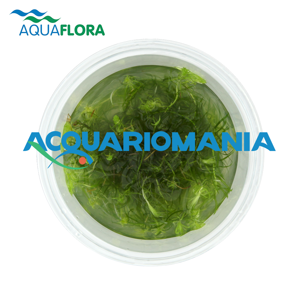 Aquaflora Mayaca Fluviatilis in Vitro Cup