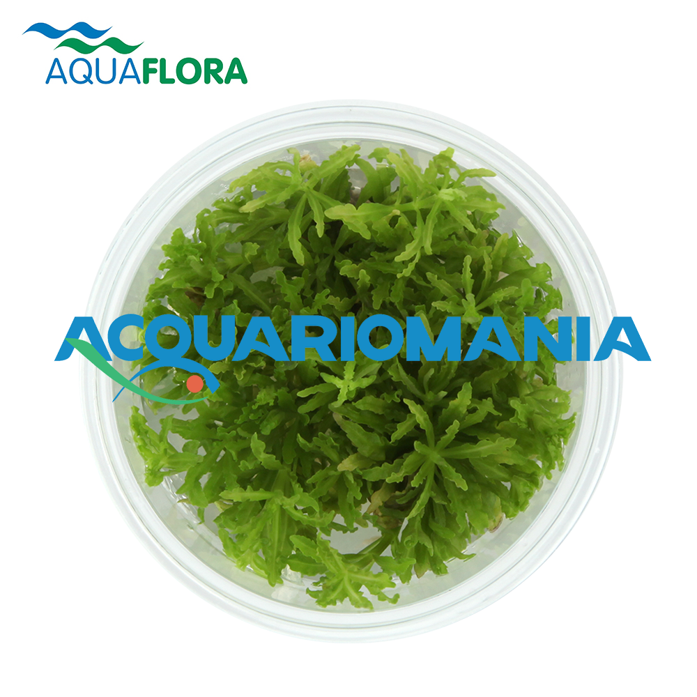 Aquaflora Pogostemon Helferi in Vitro Cup