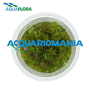 Aquaflora Myriophyllum Sp. "Guyana" in Vitro Cup