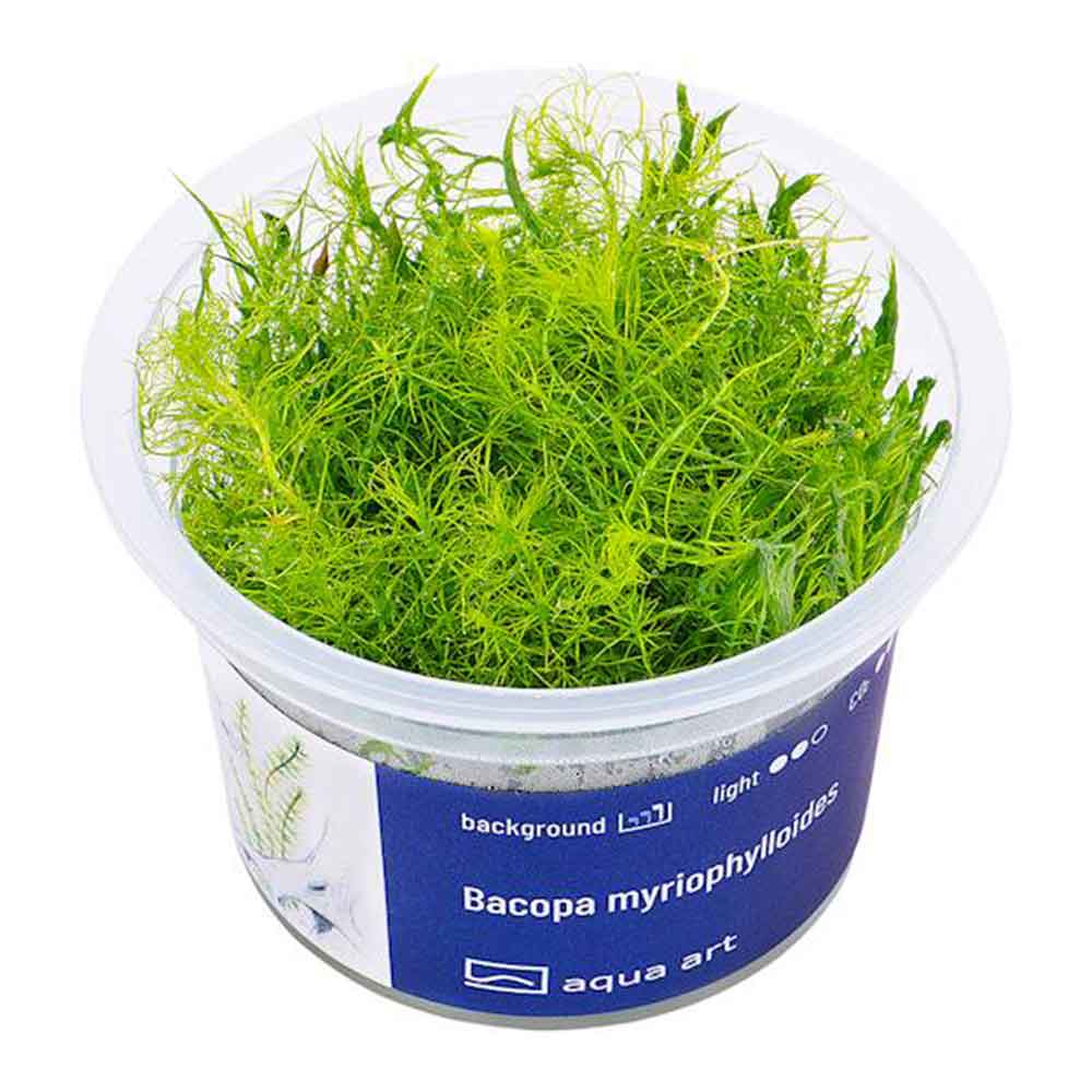 Aqua Art Bacopa Myriophylloides in Vitro Cup