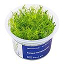 Aqua Art Bacopa Myriophylloides in Vitro Cup