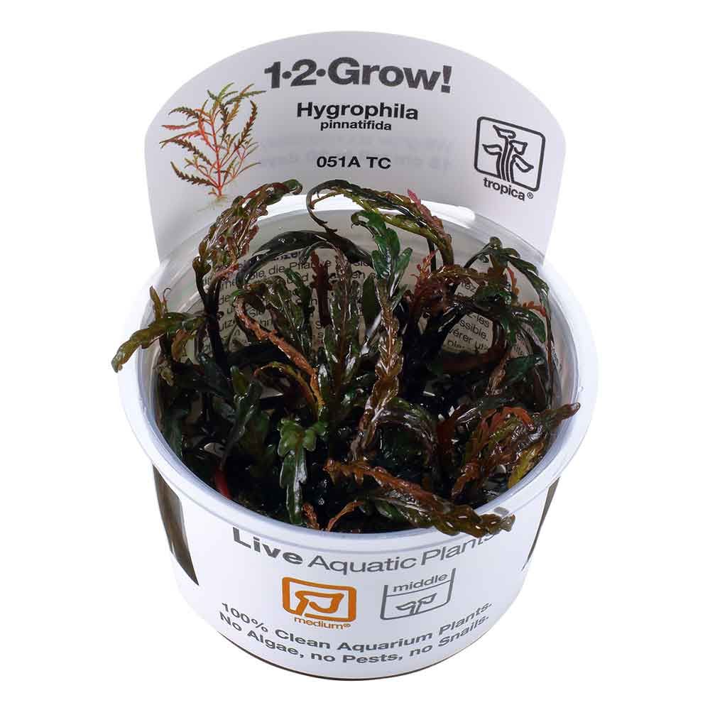 Tropica 1•2•Grow! Pianta Hygrophila pinnatifida in Vitro Cup