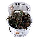 Tropica 1•2•Grow! Pianta Hygrophila pinnatifida in Vitro Cup