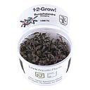 Tropica 1•2•Grow! Pianta Bucephalandra "Kedagang" in Vitro Cup
