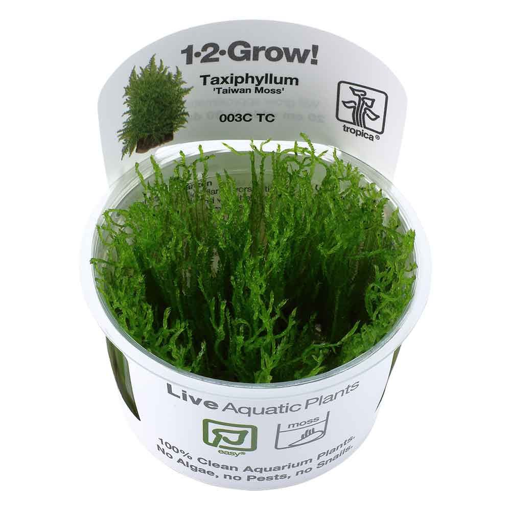 Tropica 1•2•Grow! Pianta Taxiphyllum alternans "Taiwan Moss" muschio in Vitro Cup