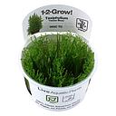 Tropica 1•2•Grow! Pianta Taxiphyllum alternans "Taiwan Moss" muschio in Vitro Cup