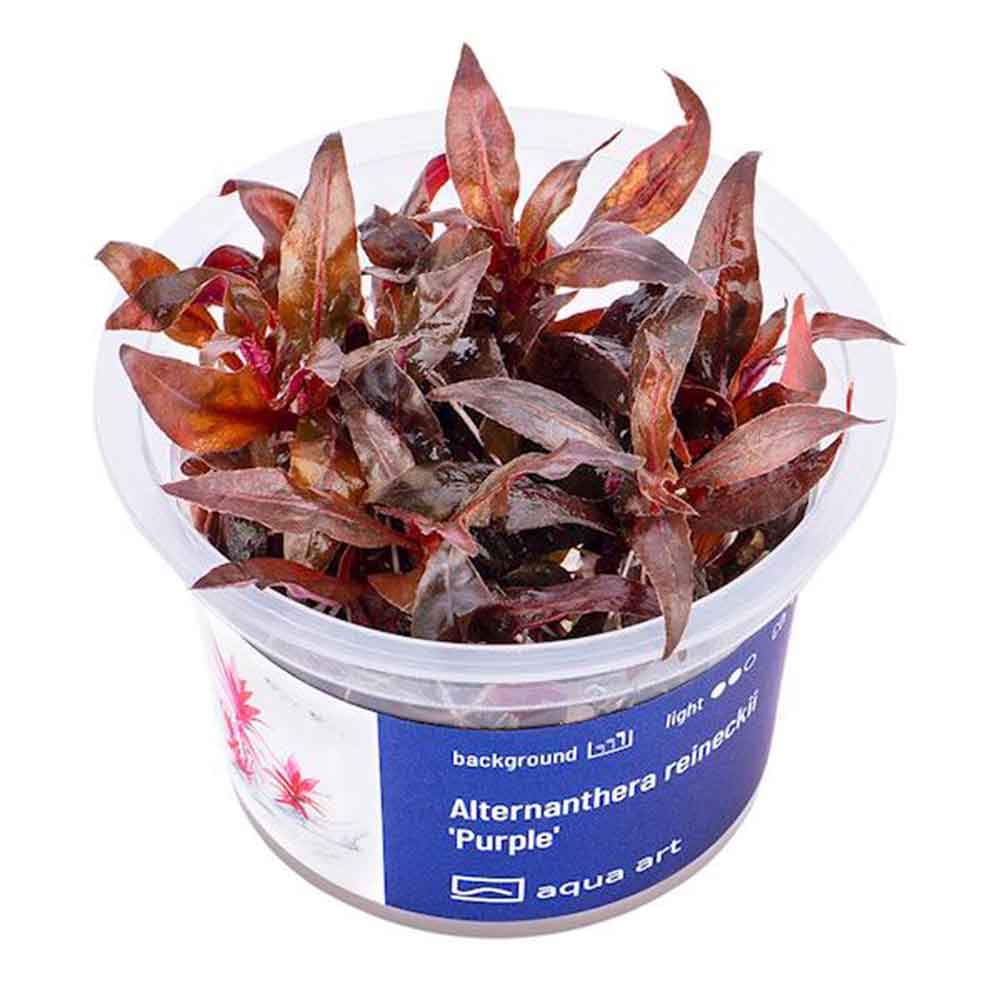 Aqua Art Alternanthera reineckii "Purple" in Vitro Cup