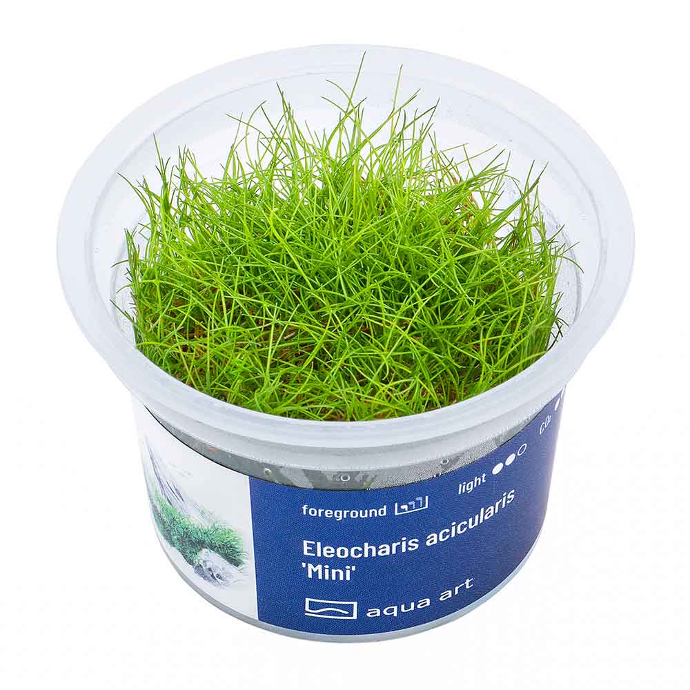 Aqua Art Eleocharis acicularis "Mini" in Vitro Cup