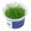 Aqua Art Eleocharis pusilla in Vitro Cup