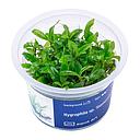 Aqua Art Hygrophila sp. "Siamensis" in Vitro Cup