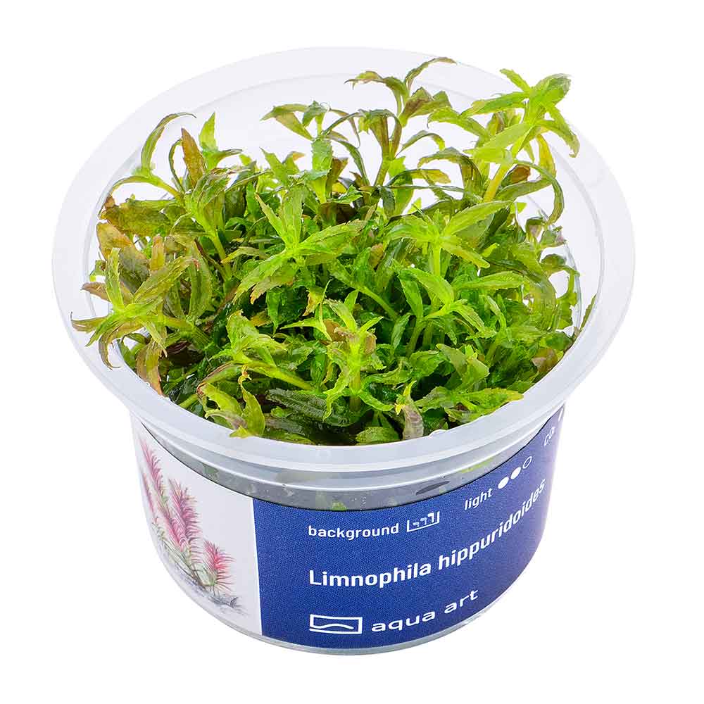 Aqua Art Limnophila hippuridoides in Vitro Cup