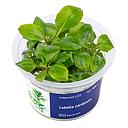 Aqua Art Lobelia cardinalis in Vitro Cup