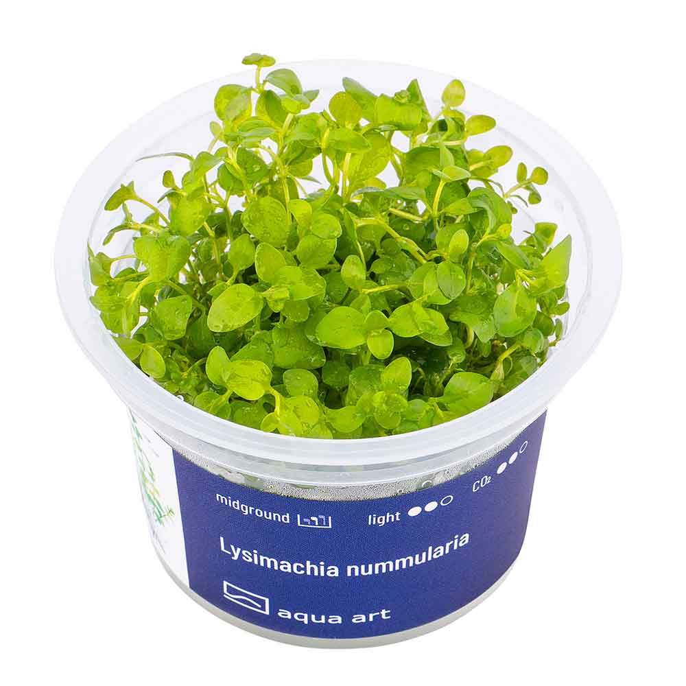 Aqua Art Lysimachia nummularia in Vitro Cup