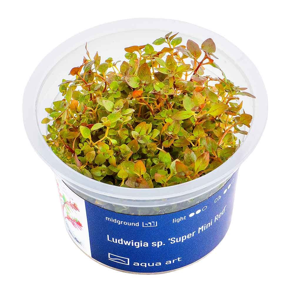 Aqua Art Ludwigia sp.'Super Mini Red' in Vitro Cup