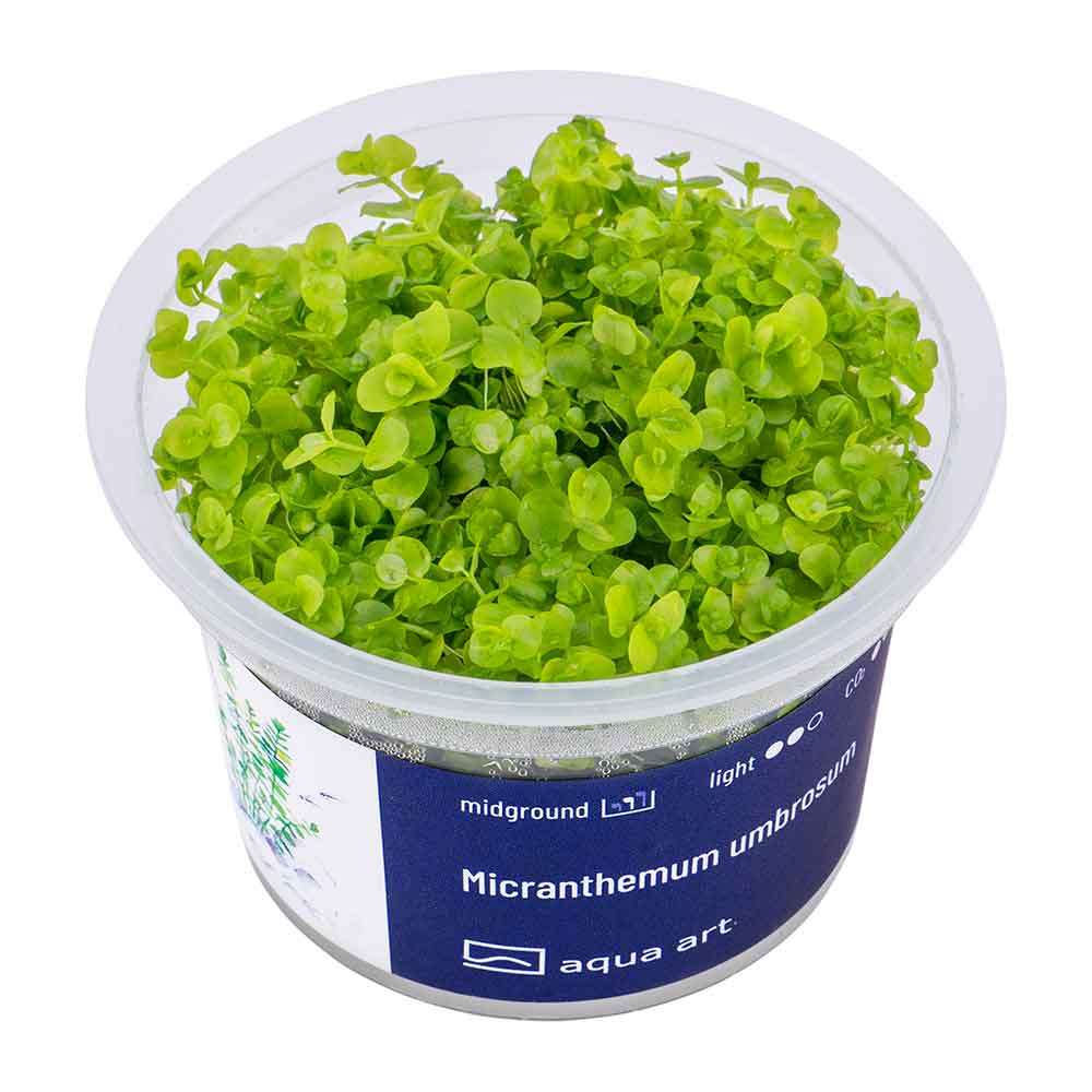 Aqua Art Micranthemum umbrosum in Vitro Cup