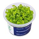 Aqua Art Micranthemum umbrosum in Vitro Cup