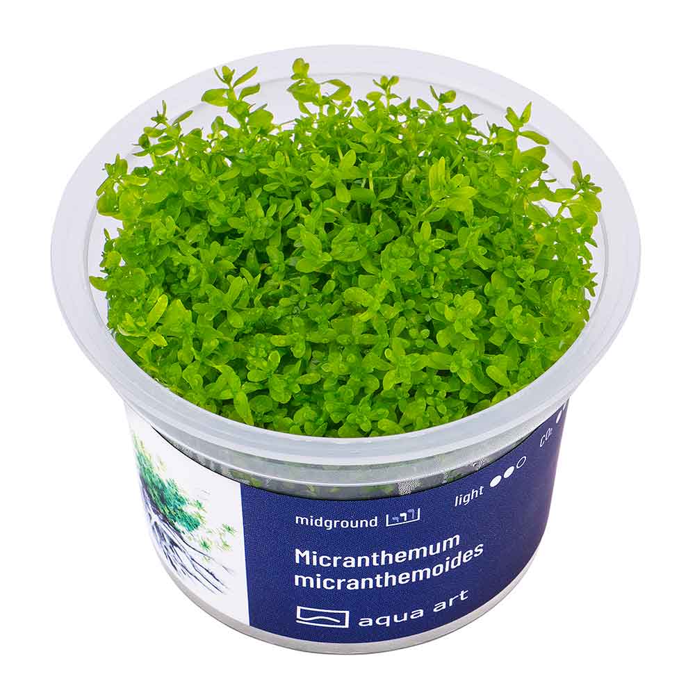 Aqua Art Micranthemum micranhemoides in Vitro Cup