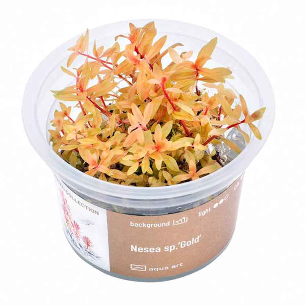 Aqua Art Nesea sp. "Gold" in Vitro Cup
