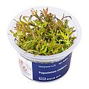 Aqua Art Pogostemon stellatus in Vitro Cup