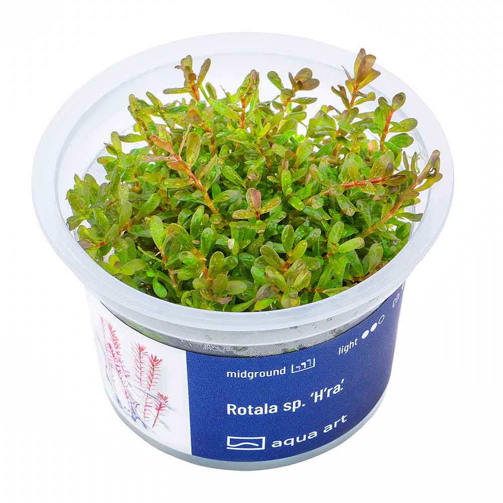 Aqua Art Rotala sp. "H'ra" in Vitro Cup